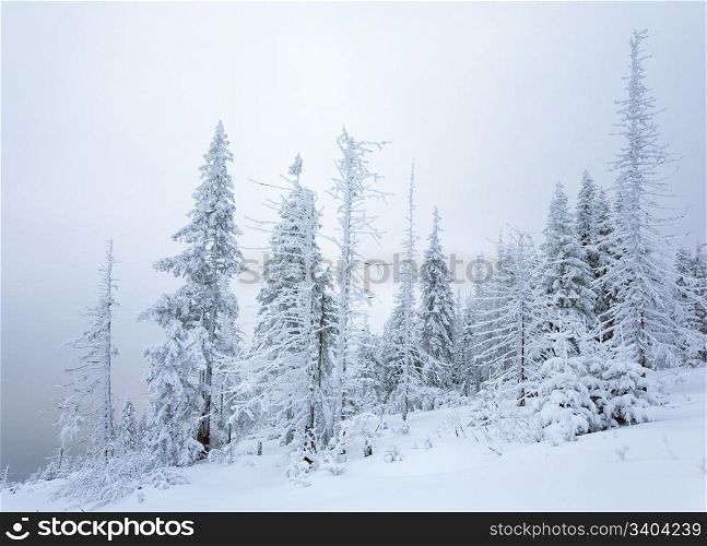 winter calm mountain landscape with snowfall ang beautiful fir trees on slope (Kukol Mount, Carpathian Mountains, Ukraine)