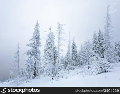 winter calm mountain landscape with snowfall ang beautiful fir trees on slope (Kukol Mount, Carpathian Mountains, Ukraine)