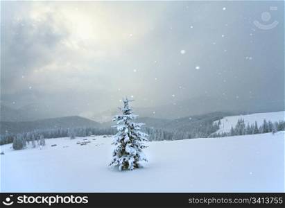 winter calm mountain landscape with snowfall ang beautiful fir trees on slope (Kukol Mount, Carpathian Mountains, Ukraine)