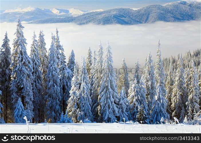 winter calm mountain landscape with some snow covered stems on forefront (view from Bukovel ski resort (Ukraine) to Svydovets ridge)