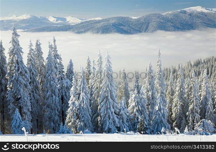 winter calm mountain landscape with some snow covered stems on forefront (view from Bukovel ski resort (Ukraine) to Svydovets ridge)