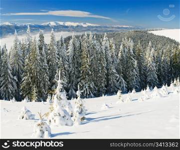 Winter calm mountain landscape with spruce trees (view from Bukovel ski resort, Ukraine). Three shots stitch image.