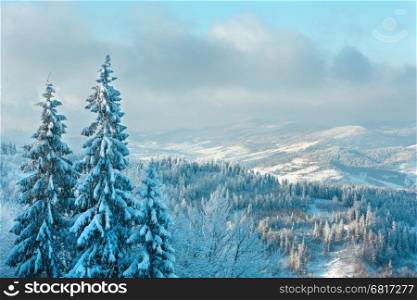 Winter Carpathian mountain landscape and snowy fir trees top in front (Skole Beskids, Lviv Oblast, Ukraine).