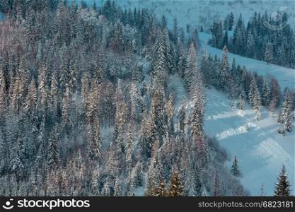 Winter Carpathian Mountains landscape with fir forest on slopes (Skole Beskids, Lviv Oblast, Ukraine).