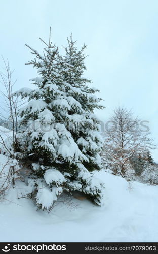 Winter Carpathian Mountains landscape with snowy fir trees.
