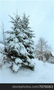 Winter Carpathian Mountains landscape with snowy fir trees.