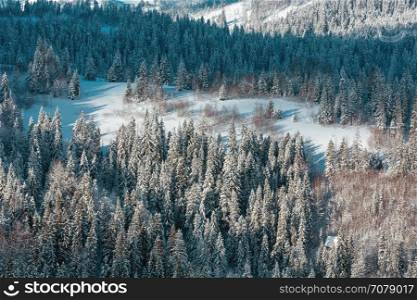 Winter Carpathian Mountains slope with fir forest (Ukraine).
