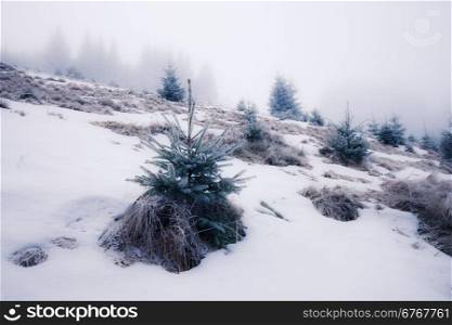 Winter Carpathian mountains, Ukraine