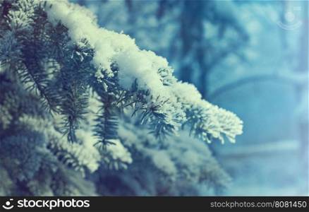 Winter christmas landscape.Winter scene .Frozenned flower