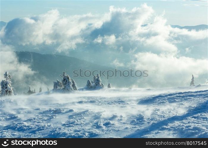 Winter cloudy mountain landscape with icy snowy fir trees on slope (Carpathian).