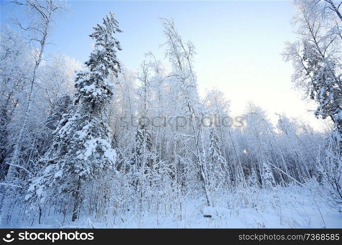winter cold day fir forest landscape