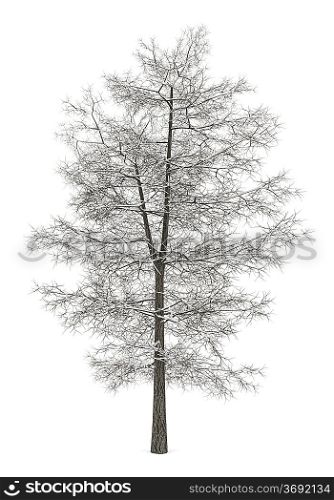 winter common lime tree isolated on white background