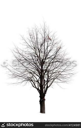 winter concept isolated on white background, focus point on center