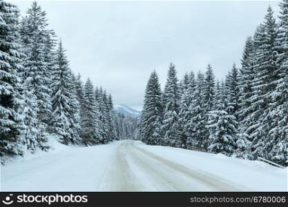 Winter country road with fir forest on the side (overcast day).