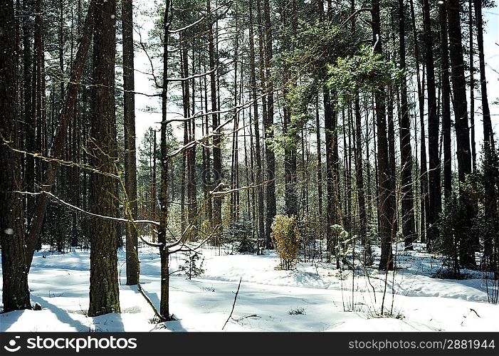 Winter day in forest landscape