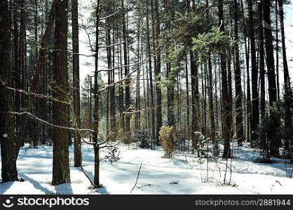 Winter day in forest landscape
