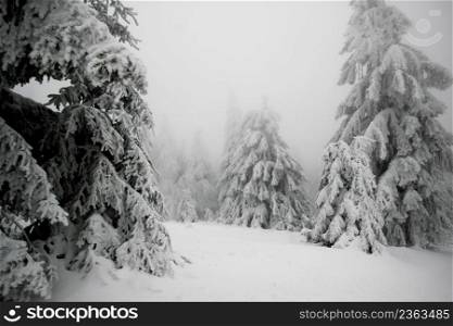 Winter day in the vosges mountains in france on the Ch&du Feu