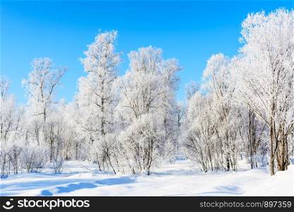 Winter day landscape with white frozen trees and blue sky