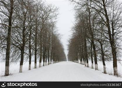 Winter day, snow-covered rural road with planted trees.