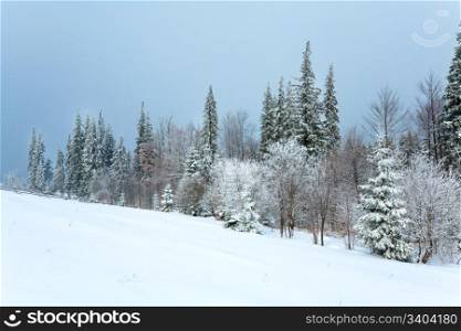 winter dull calm mountain landscape with snowy fir trees on hill