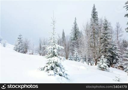 winter dull day mountain landscape with snowy fir trees on hill