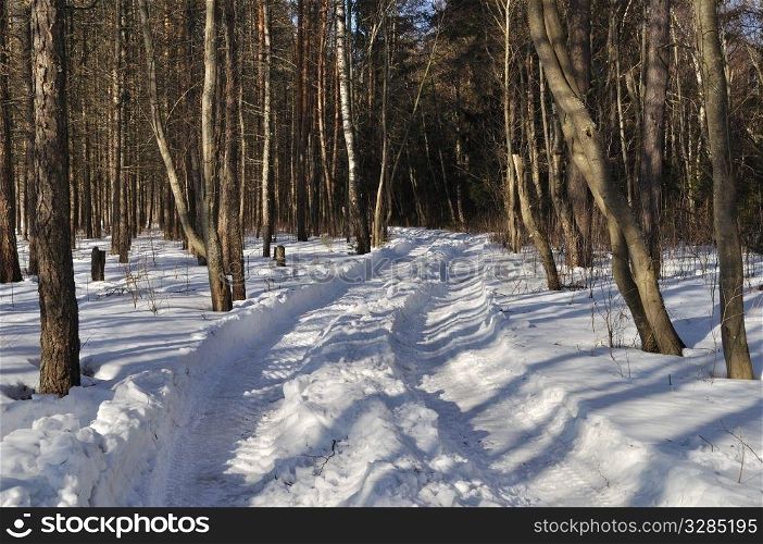 Winter earth rut under snow in coniferous forest, Russia