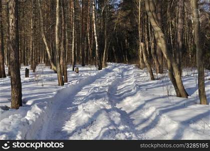 Winter earth rut under snow in coniferous forest, Russia