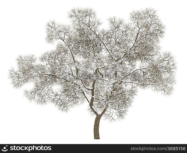 winter english oak tree isolated on white background