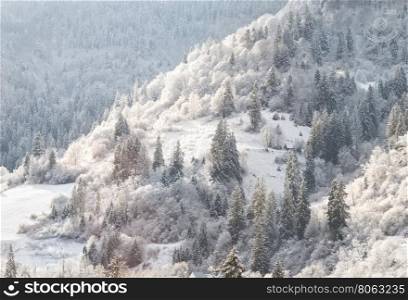 Winter fairy forest on mountain slope. Winter fairy forest