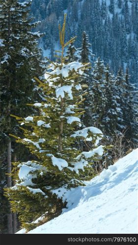Winter fir forest on mountain slope, Austria.