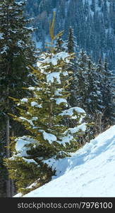 Winter fir forest on mountain slope, Austria.