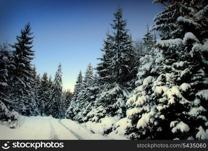 Winter fir-tree forest with snow covered trees and path