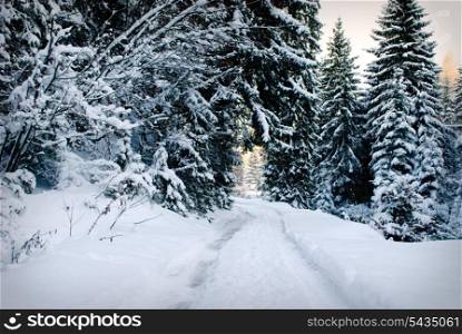 Winter fir-tree forest with snow covered trees and path