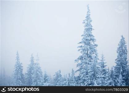 Winter fir trees on snowstorm weather