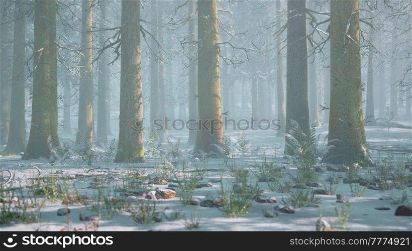winter foggy beech and spruce forest scene