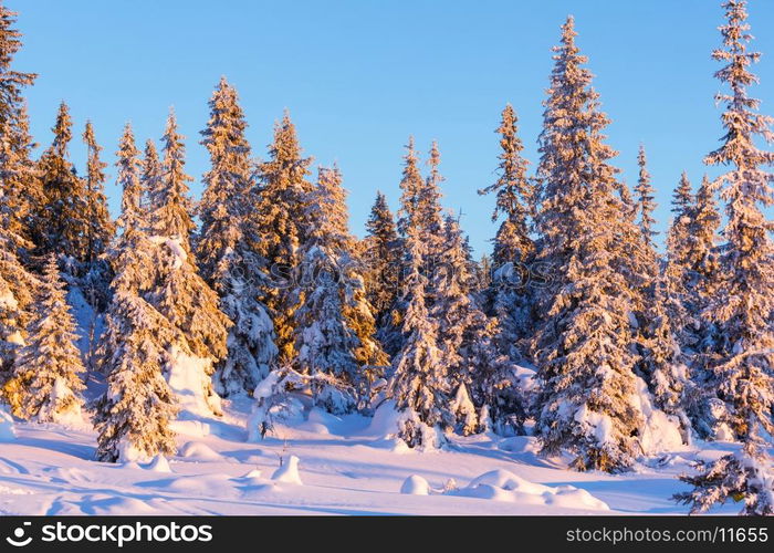 Winter forest