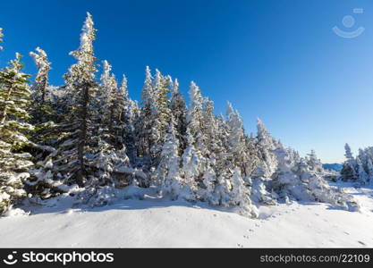 Winter forest