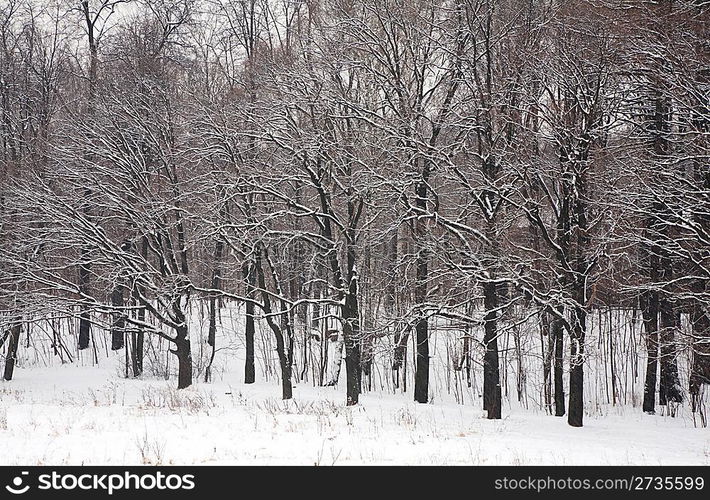 Winter forest