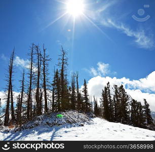 Winter forest