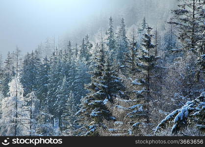 Winter forest