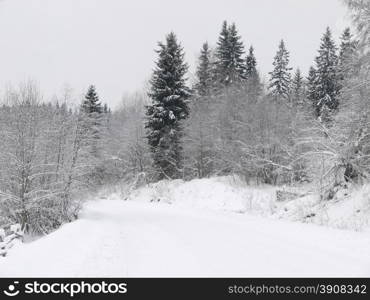 winter forest