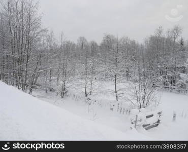 winter forest