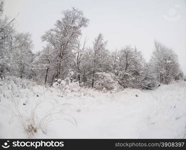 winter forest