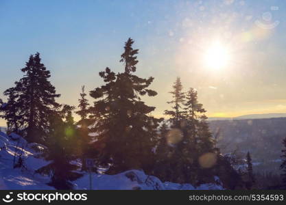 Winter forest