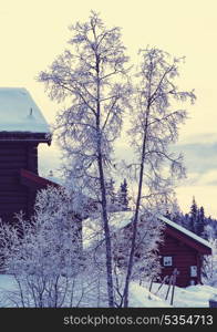 Winter forest