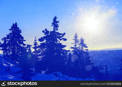 Winter forest