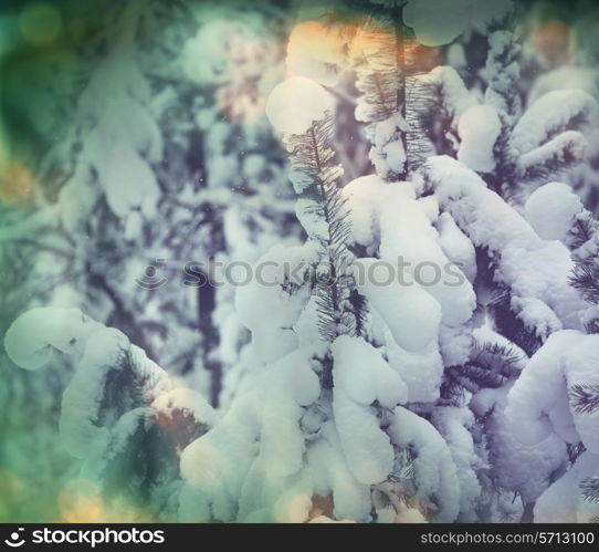 Winter forest