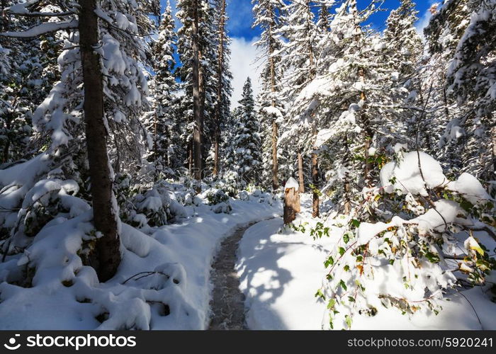 Winter forest