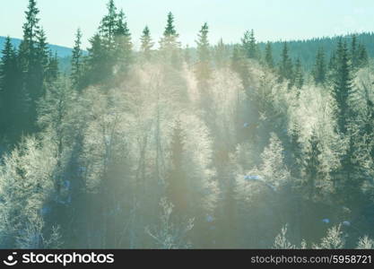 Winter forest