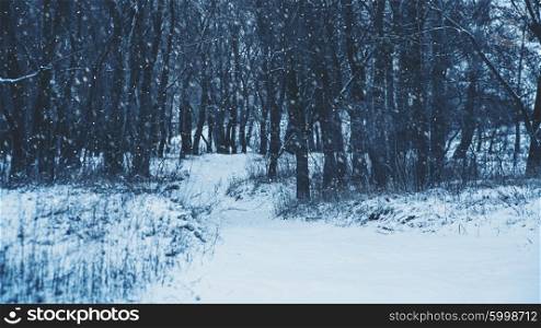 Winter forest and snow fall, abstract seasonal backgrounds